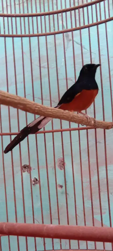 Murai gacor siap jlan jlan isian komplit ekor panjang