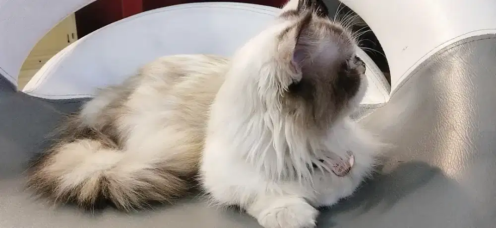 kucing plus kandang jumbo xl