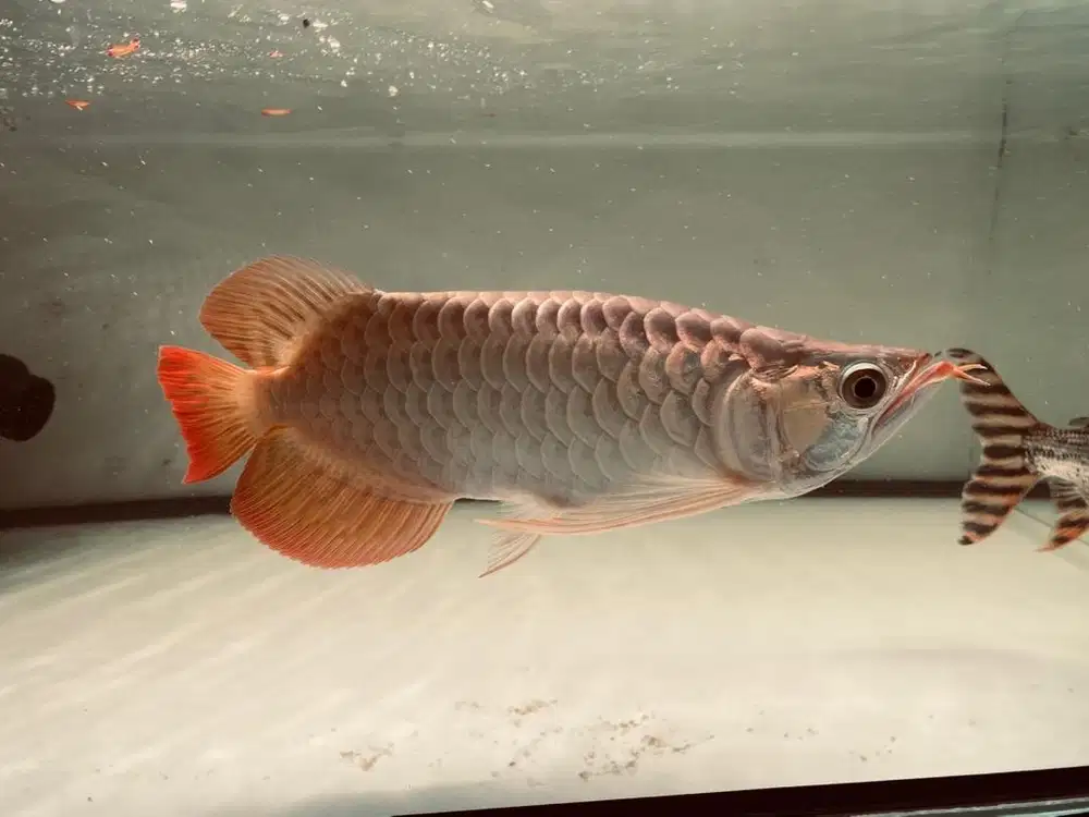 Ikan Arowana SR short body semi king
