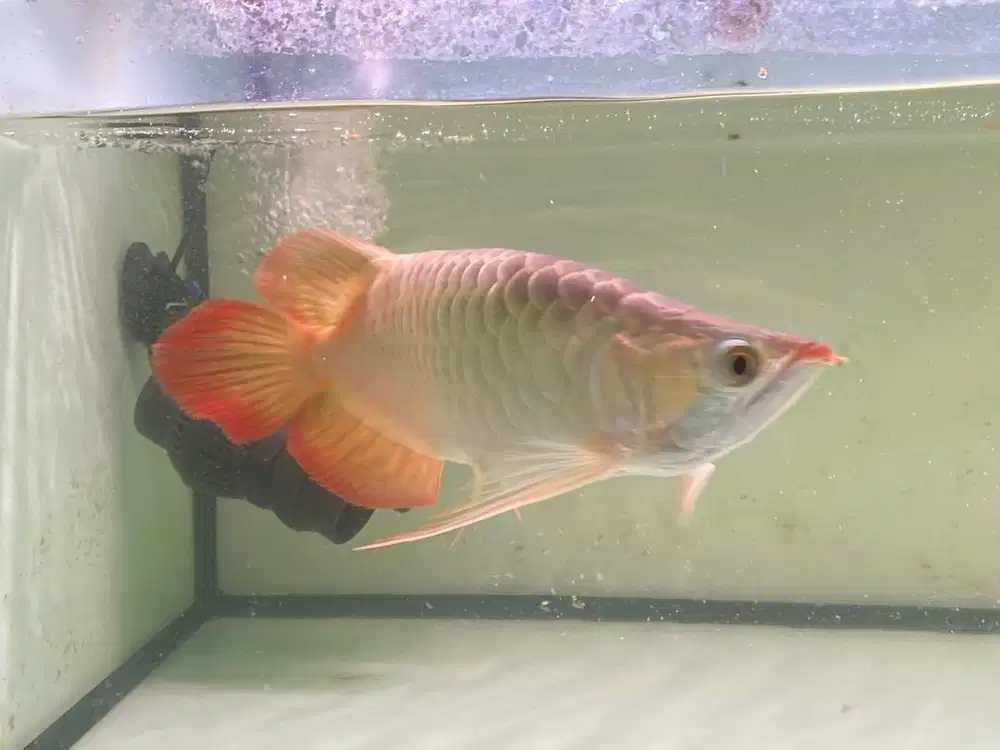 Ikan Arowana SR short body semi king