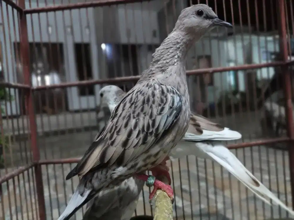 Leopard Brown Kuk 3 paten posible albino mm split silver