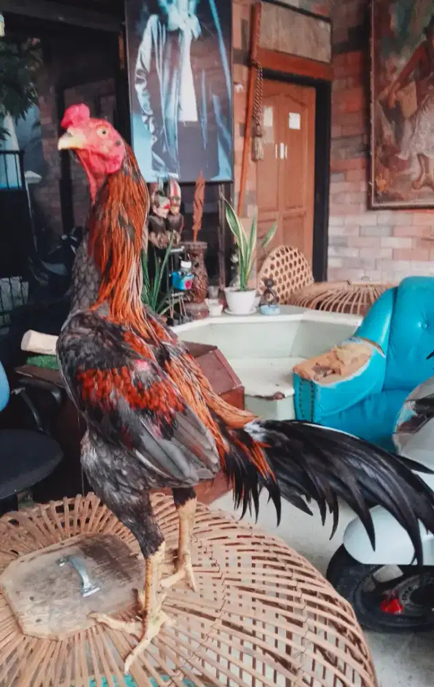 Ayam Bangkok klasik