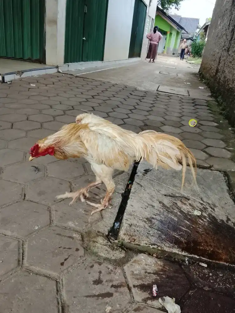 Jago putih jalu tembus