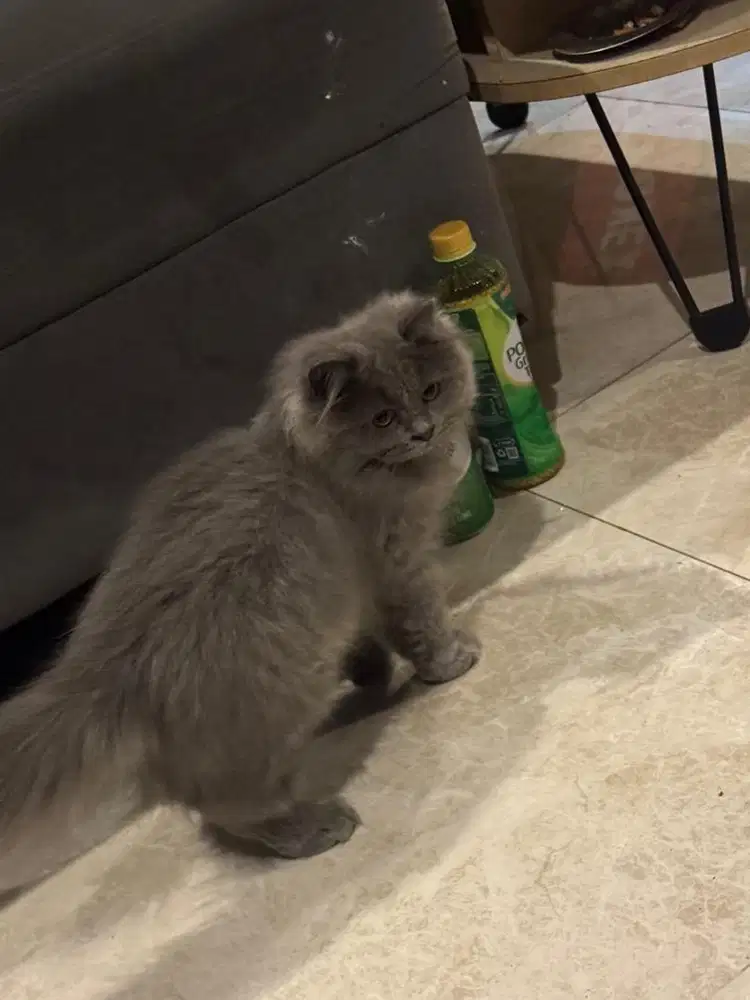 Kucing British Long Hair Keturunan Bsh