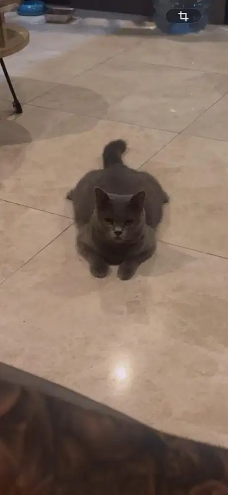 Lepas Adopt Bsh Keturunan Import