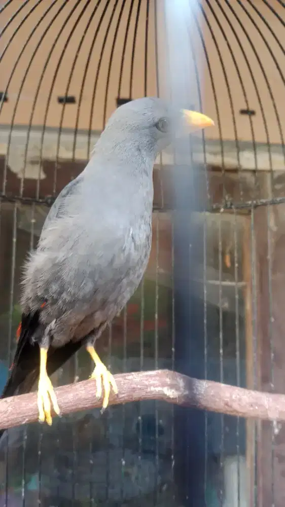 Rio rio gacor fullset