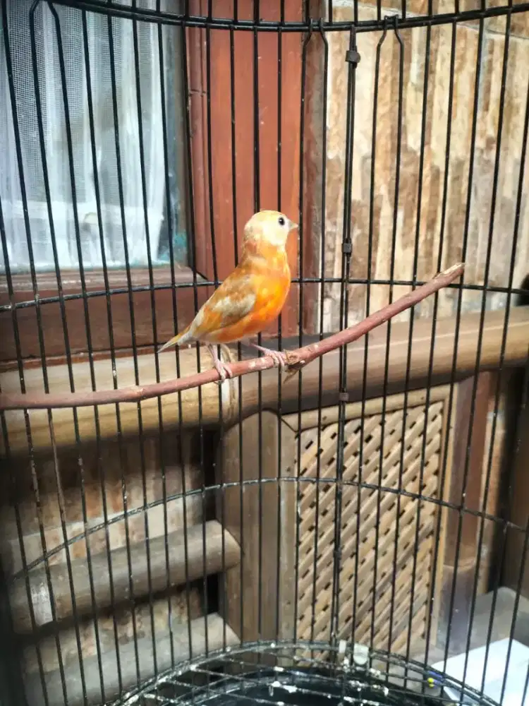 Burung siskin dobel dilute remaja mental joss lagu ori