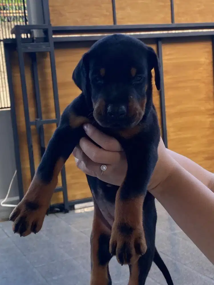 Doberman puppy super big