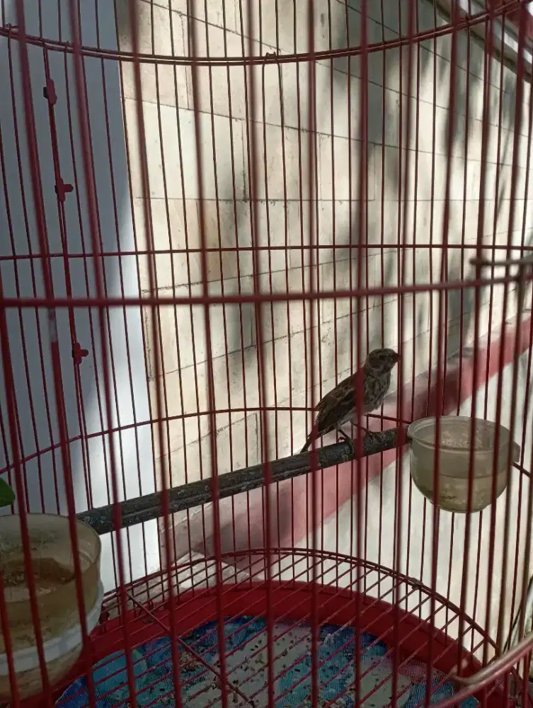 DI JUAL BURUNG BLACKTHROAT ANAK JANTAN MINUS