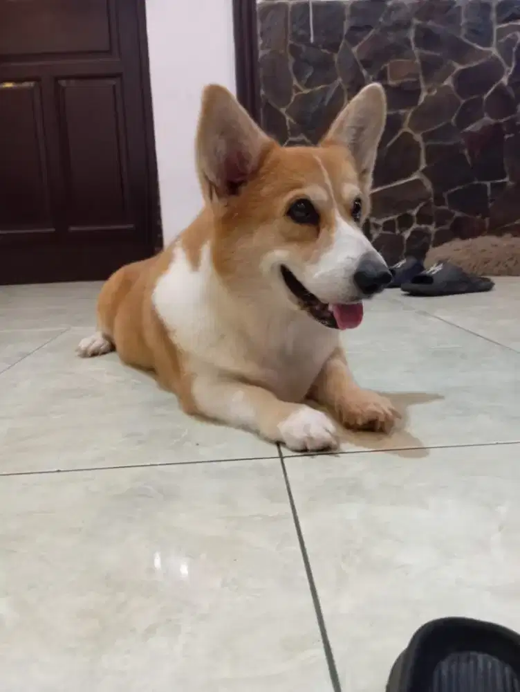 Anjing doggy Corgi