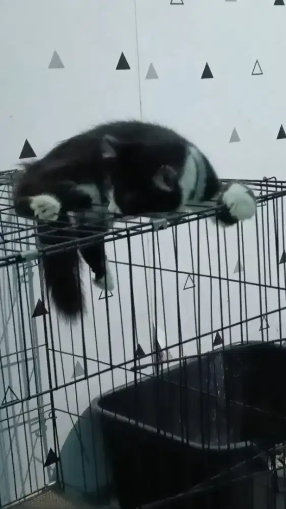 Kucing Persia mix peaknose