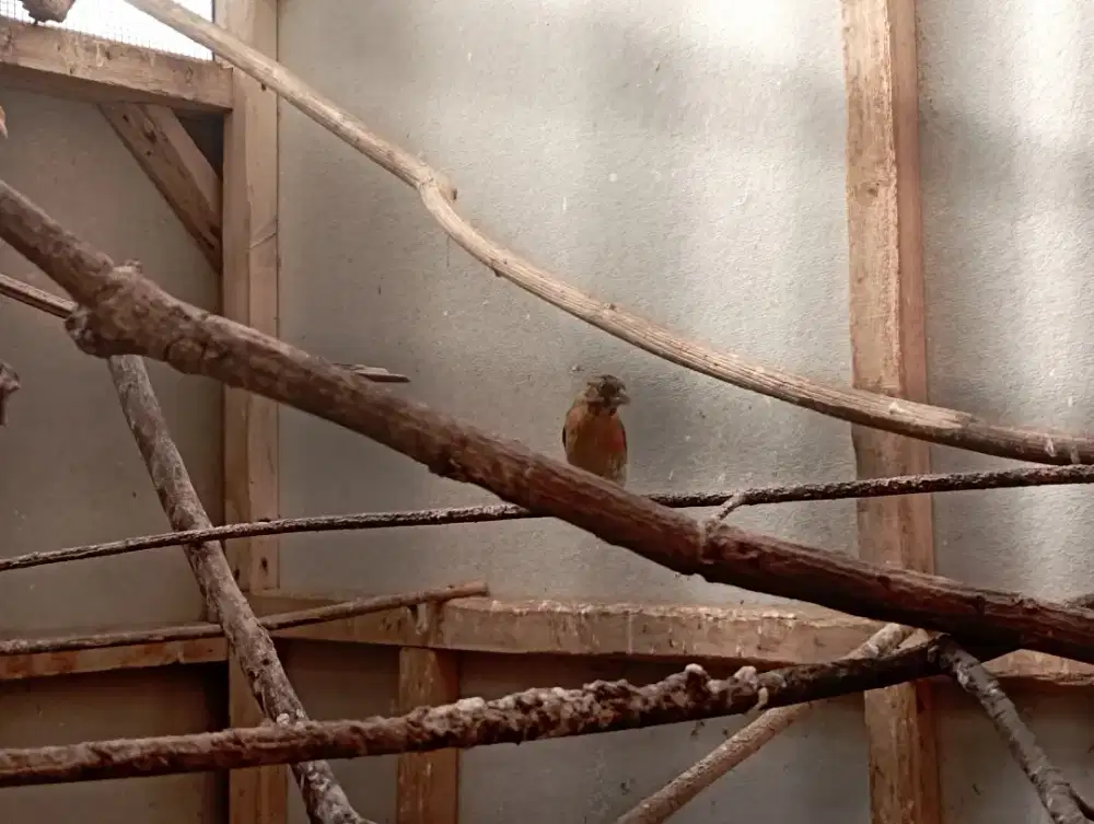 DI JUAL BURUNG RED SISKIN CLASIC USIA 4 BLN