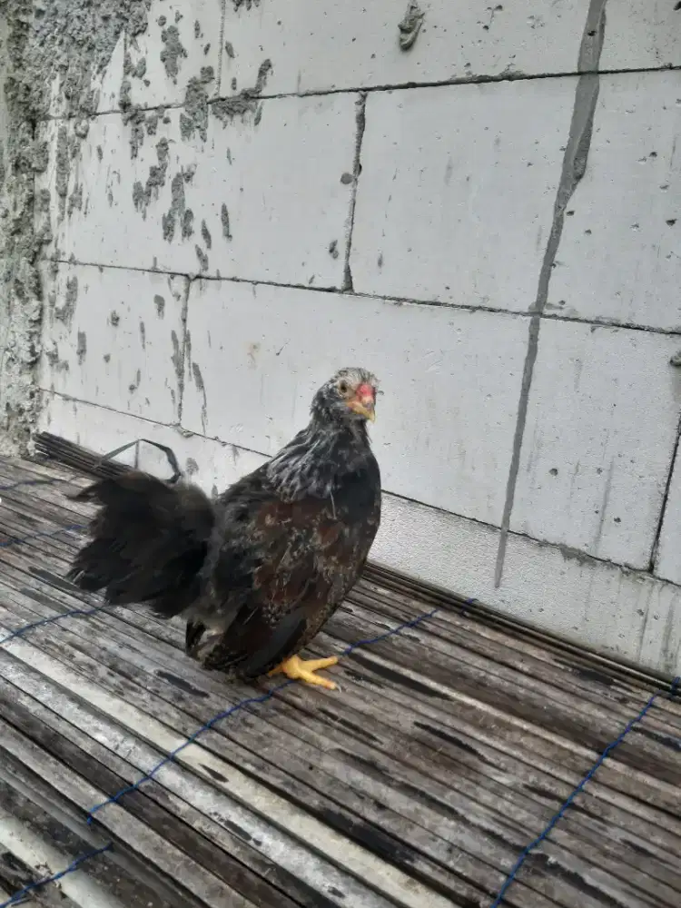 Anak ayam gatre tan chau ekor panjang