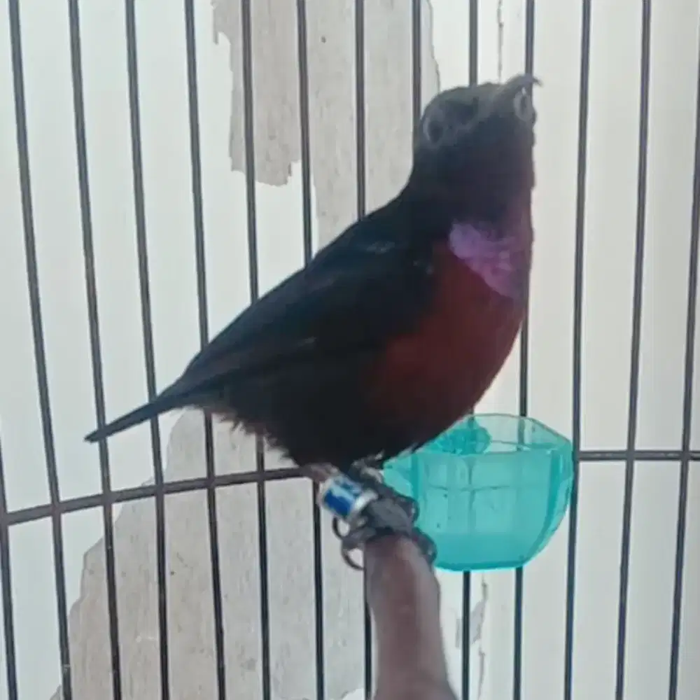 Burung kolibri ninja gacor