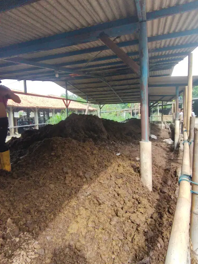 Kohe sapi/pupuk dari kotoran sapi