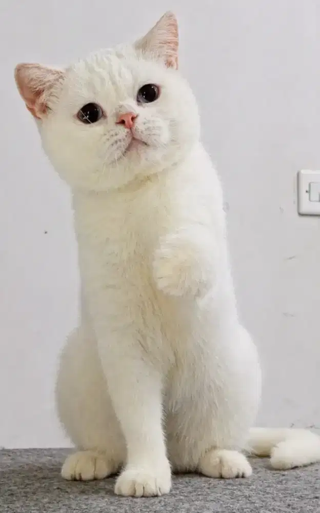 British Shorthair White solid