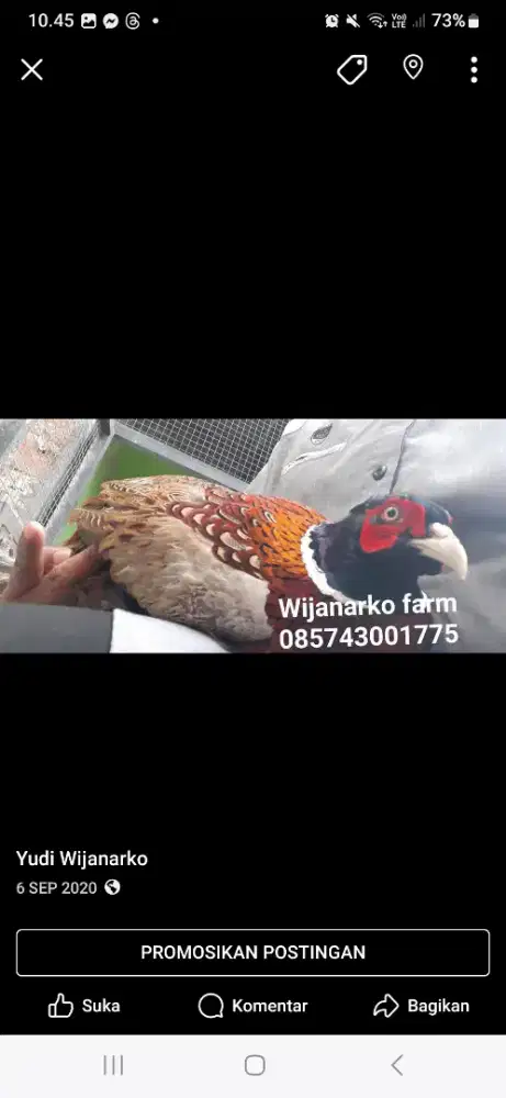 Anakan rinf neck pheasant