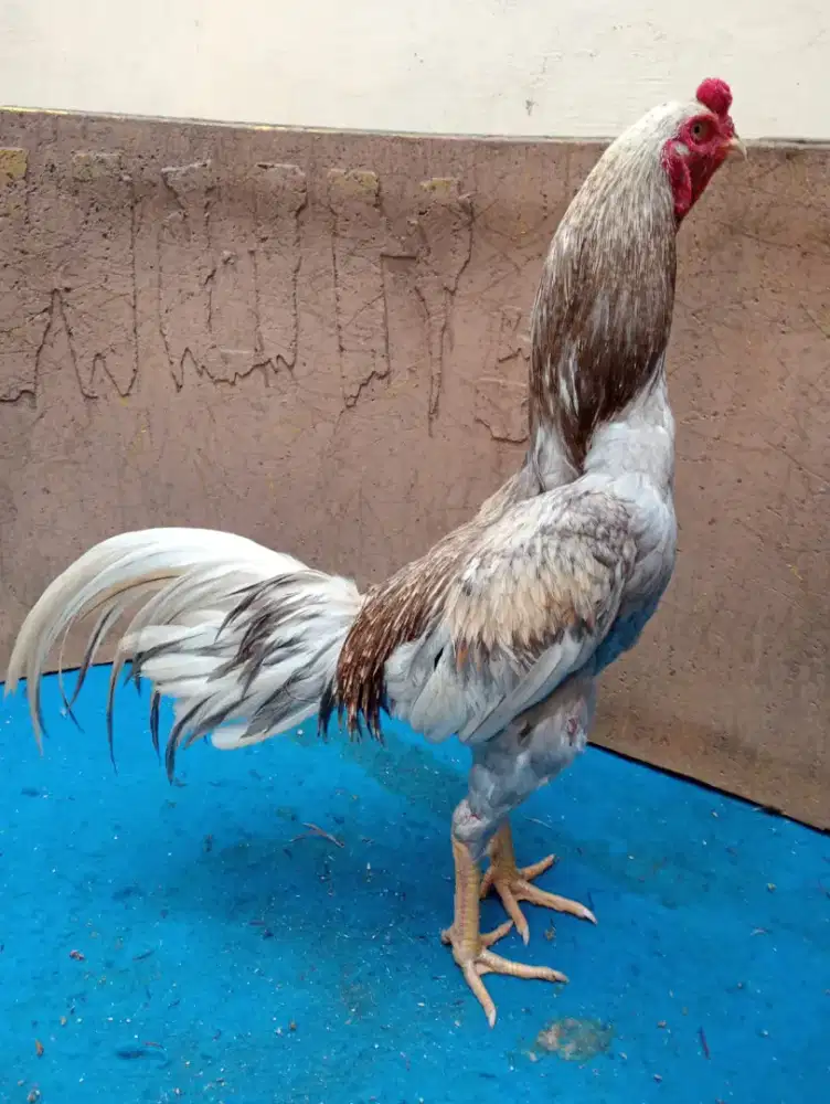 Ayam Bangkok klasik ukuran 6 bsar