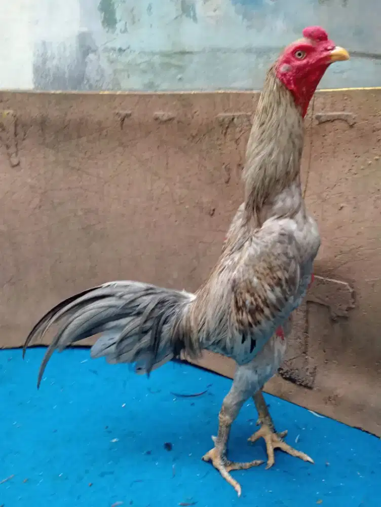 Ayam Bangkok klasik ukuran 5+