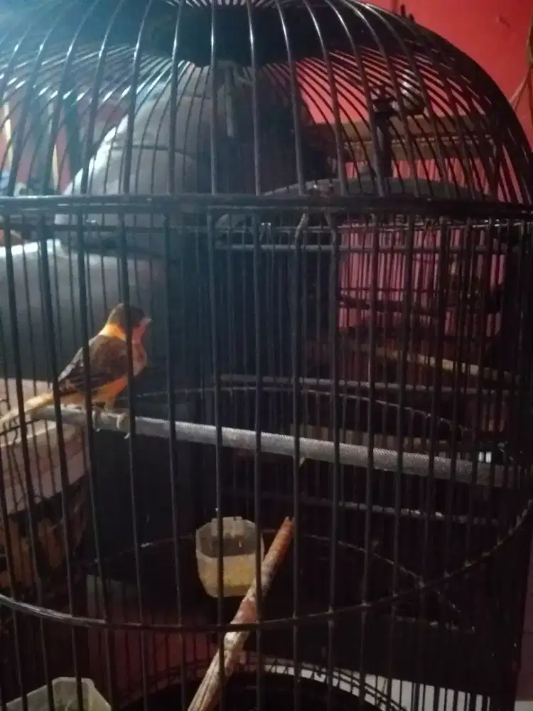 Kenari bon merah mulus jantan