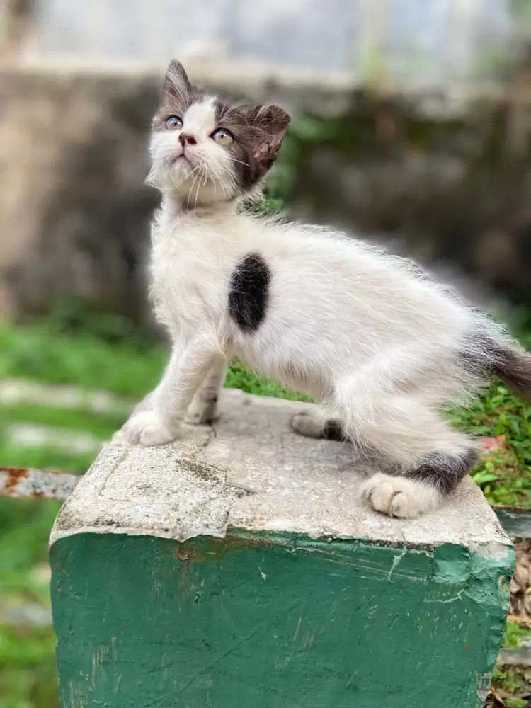 Kittep persia betina