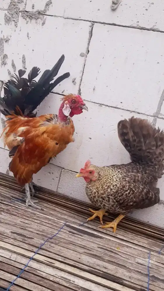 Ayam Kate legun dan jali