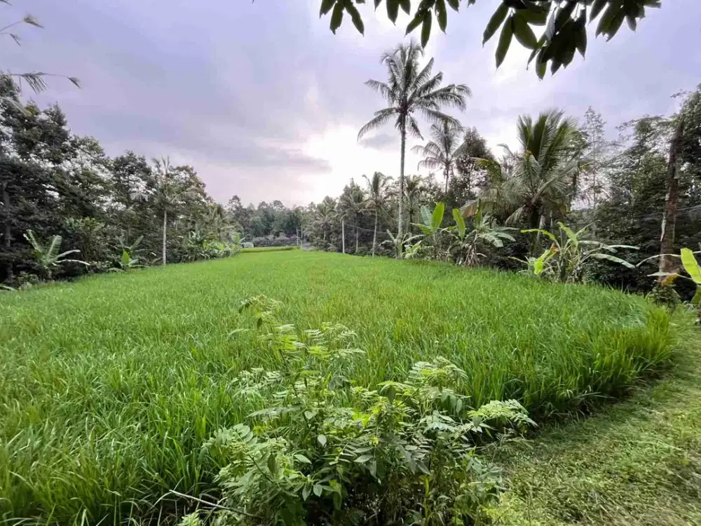 Dijual Tanah Kebun View Sawah Dan Lembah Penebel Tabanan Bali