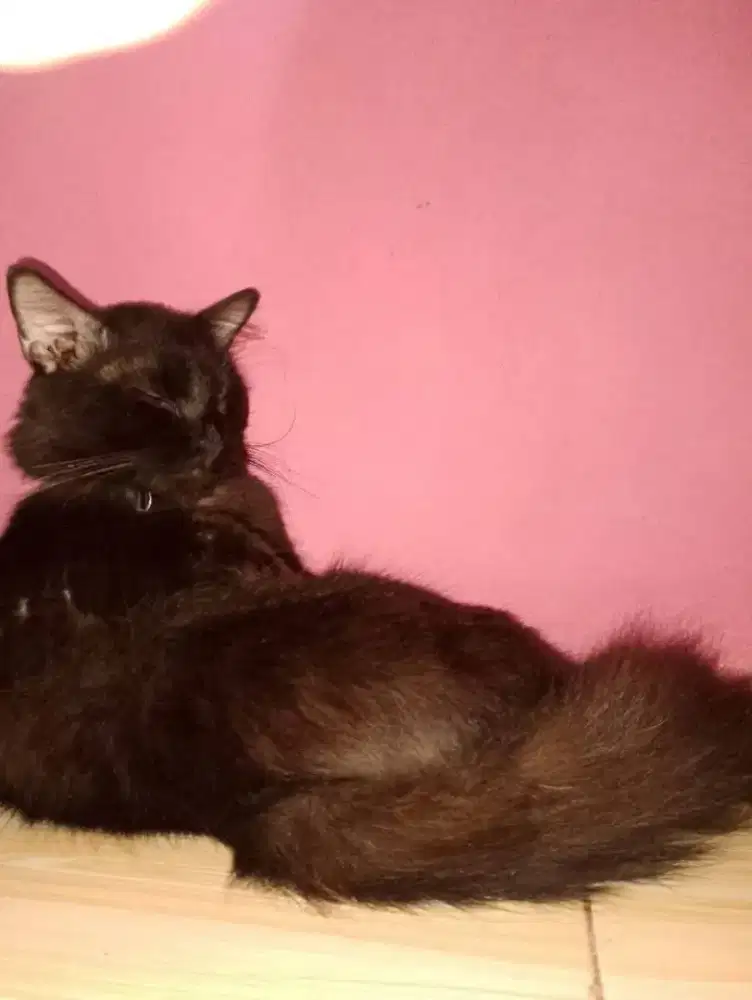 Kucing anabul persia