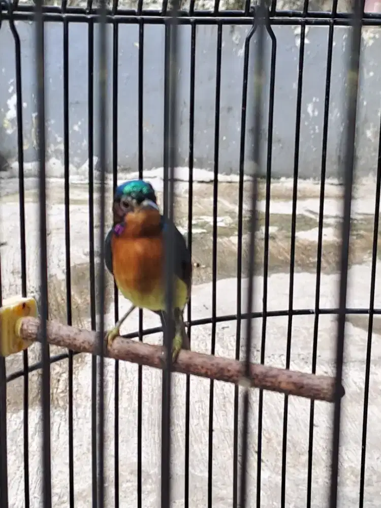 Burung kolibri wulung kowul