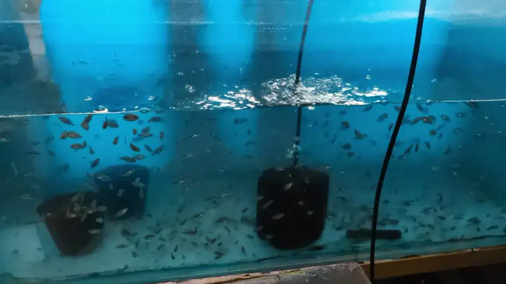 Lowongan kerja di toko , bengkel, perikanan