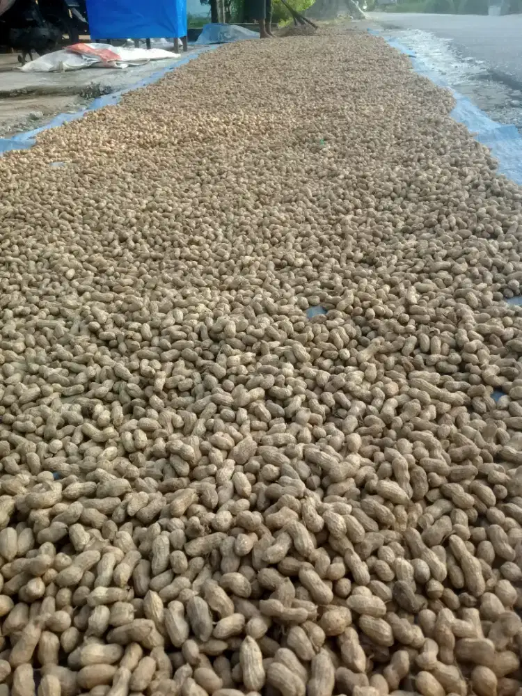 Kacang tanah kering Nendang