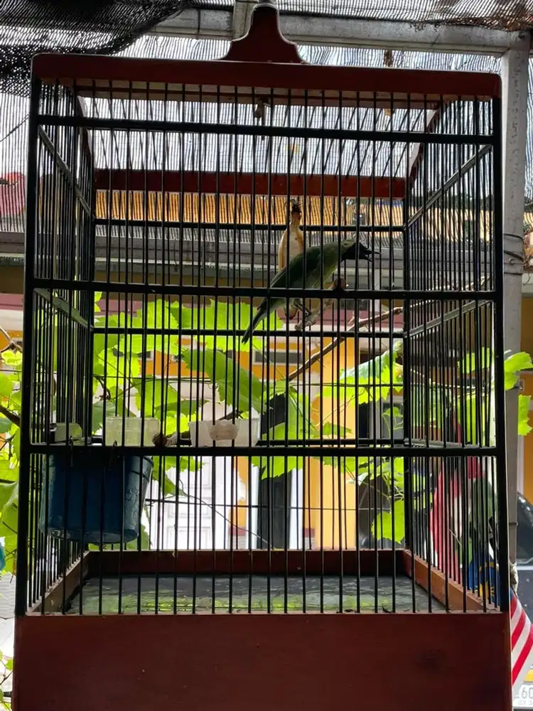 Burung cungko banyuwangi