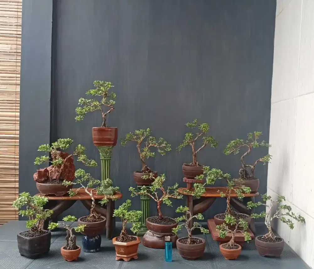 Mame bonsai cantik murah ada 14 pot