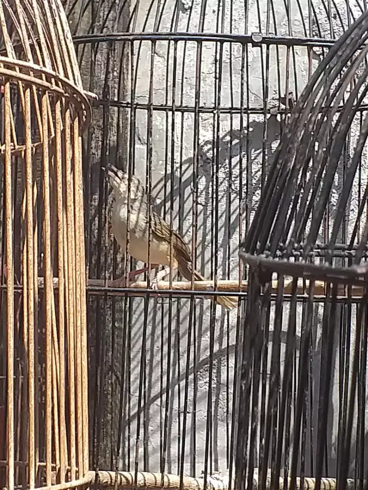 Cigun ciblek gunung rawatan bunyi