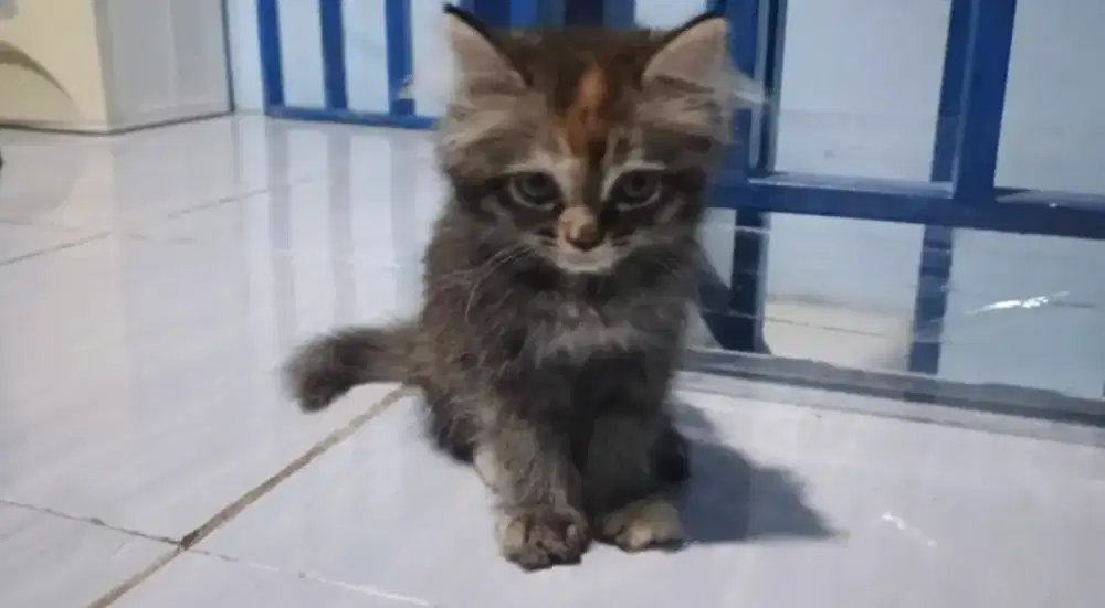 Kucing persia kitten