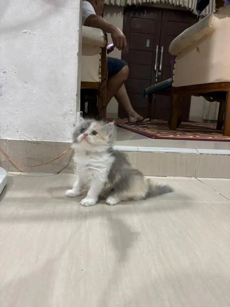 Kucing persia calico