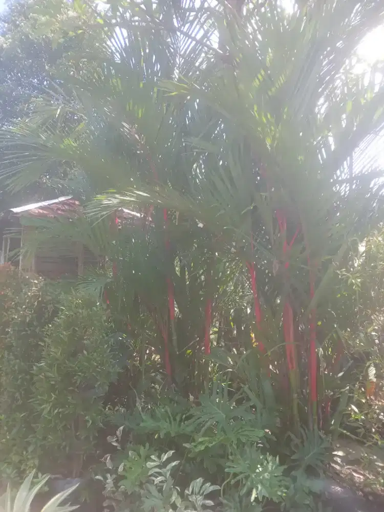 Pinang merah ( tampungan )