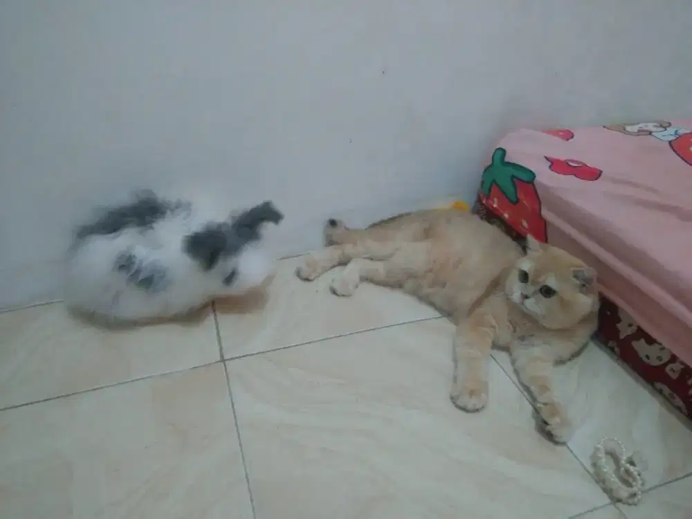 Jasa Pacak kucing bsh golden