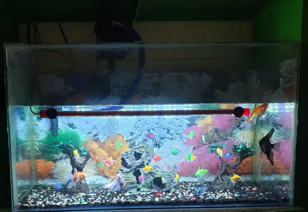 Dijual Aquarium dengan ikan dan perlengkapannya