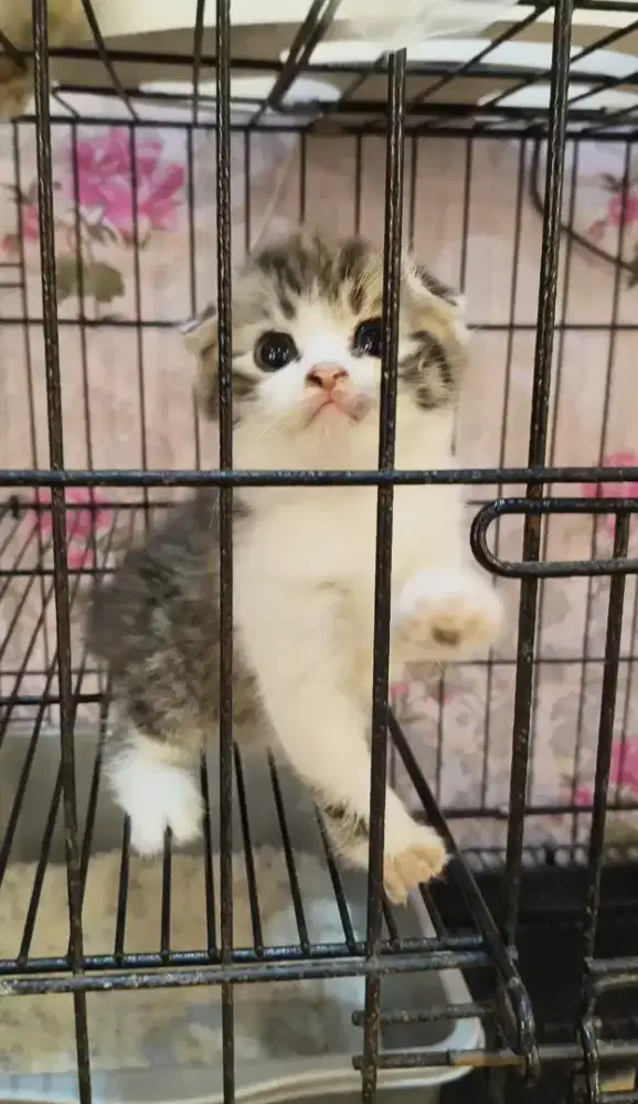 Kucing Scottish Fold