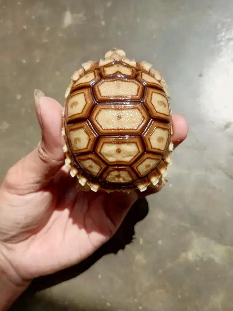 KURA KURA DARAT SULCATA 7-7,5CM