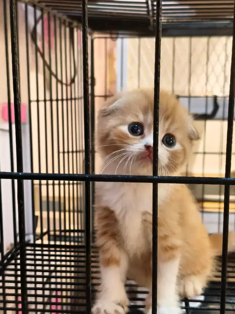 Kucing Scottish Fold