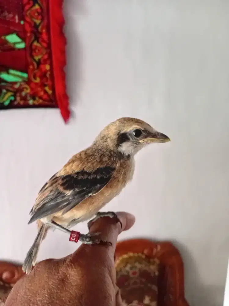 Burung cendet trotol