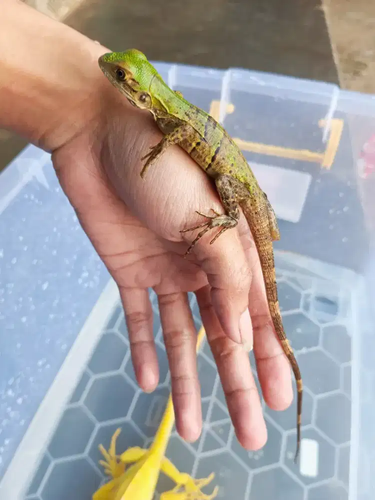 CTENOSAURA SIMILIS IGUANA