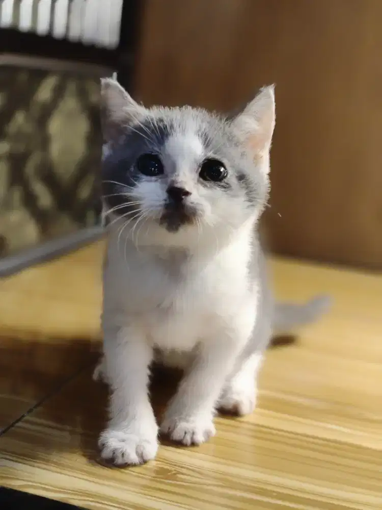 Kucing Britis Short Hair BSH