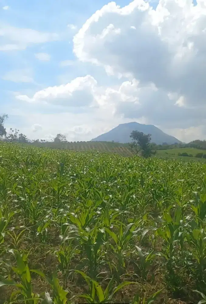 Dijual lahan pertanian tanah subur di Saribudolok
