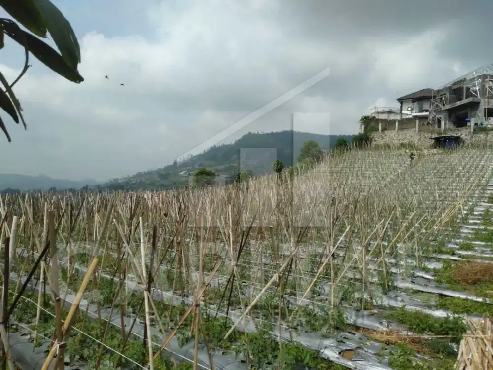 TANAH KAVLING DI CIKOLE LEMBANG DENGAN VIEW BANDUNG CAKEP BANGET DAN UDARA SEJUK