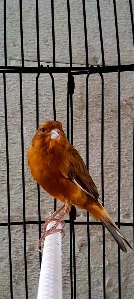 BURUNG KENARI LOPER GACOR  RASA SUREN