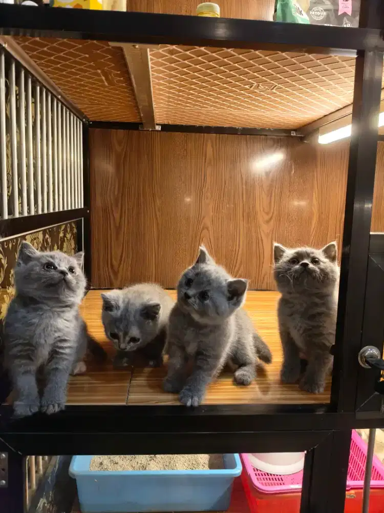 Kucing Britis Short Hair BSH