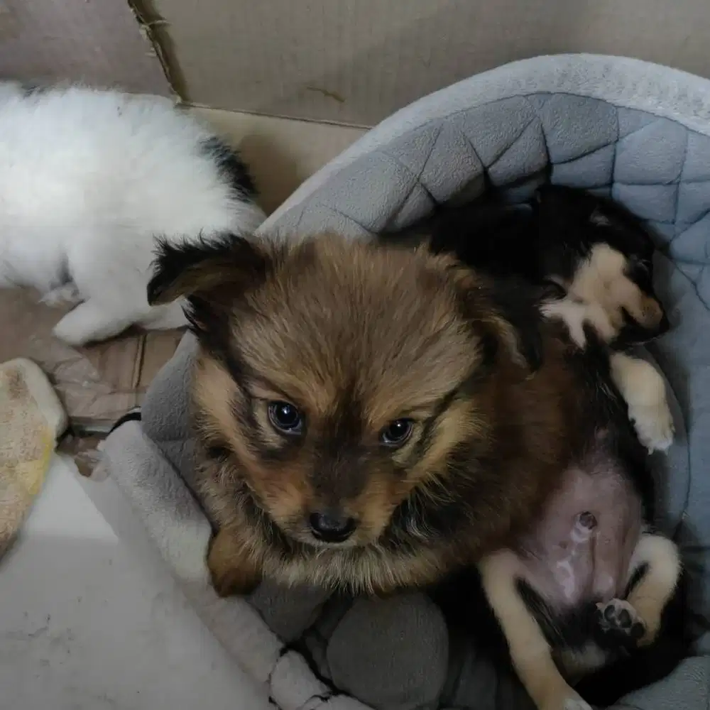 Di jual anak anjing chihuahua mix umur 2 bulan cowo lucu banget manjaa